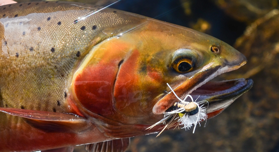 A fly fishing guide to colorados indian peaks wilderness area Fly Fishing With A Colorado Guidebook Author