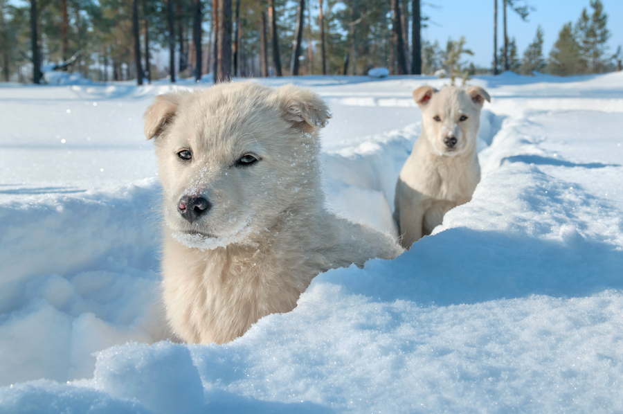 Best Winter Dog Breeds