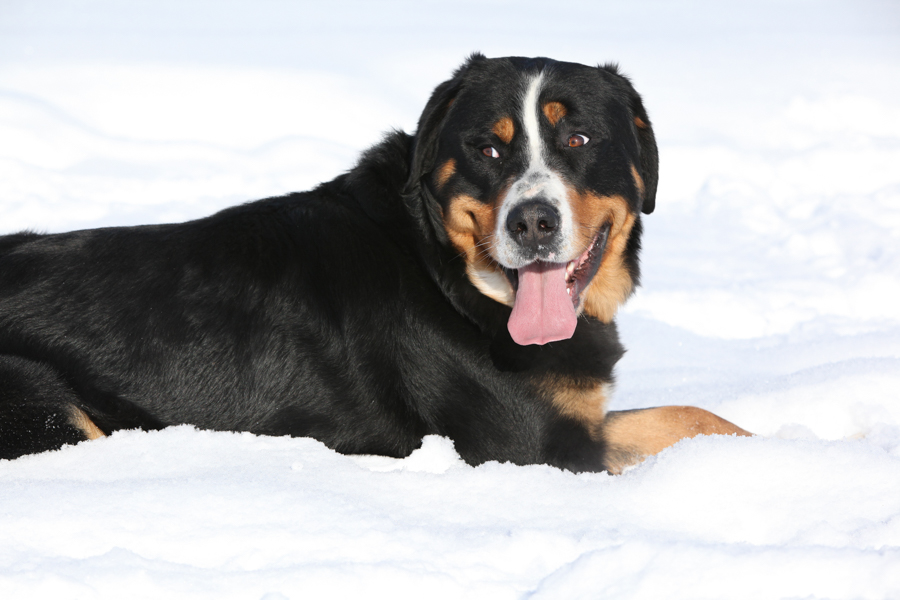 can a keeshond and a greater swiss mountain dog be friends